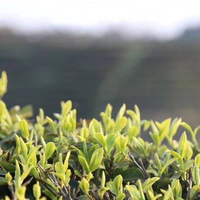 生态茶·雨前龙井  | 合作生产* Longjing Tea of Early spring | Coproduction 商品图5