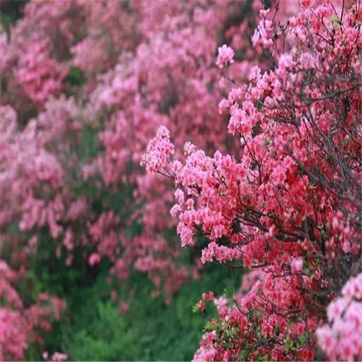 周末/五一1天【喇叭沟门】高山杜鹃花海の穿越原始白桦林 休闲踏青赏花活动 商品图5