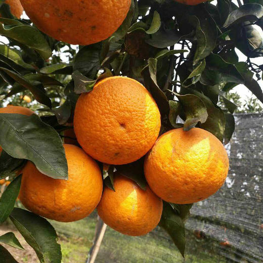 四川江安县橙花岛清见现摘现发