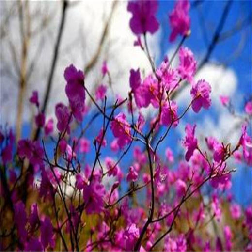 周末/五一1天【喇叭沟门】高山杜鹃花海の穿越原始白桦林 休闲踏青赏花活动 商品图1