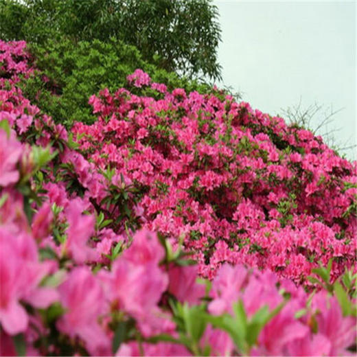 周末/五一1天【喇叭沟门】高山杜鹃花海の穿越原始白桦林 休闲踏青赏花活动 商品图4