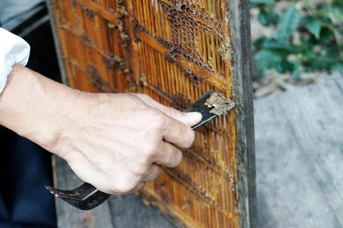 蜂胶胶囊,紫色黄金,蜂胶.一个蜂箱一年的蜂胶产量只有100克,产量极低