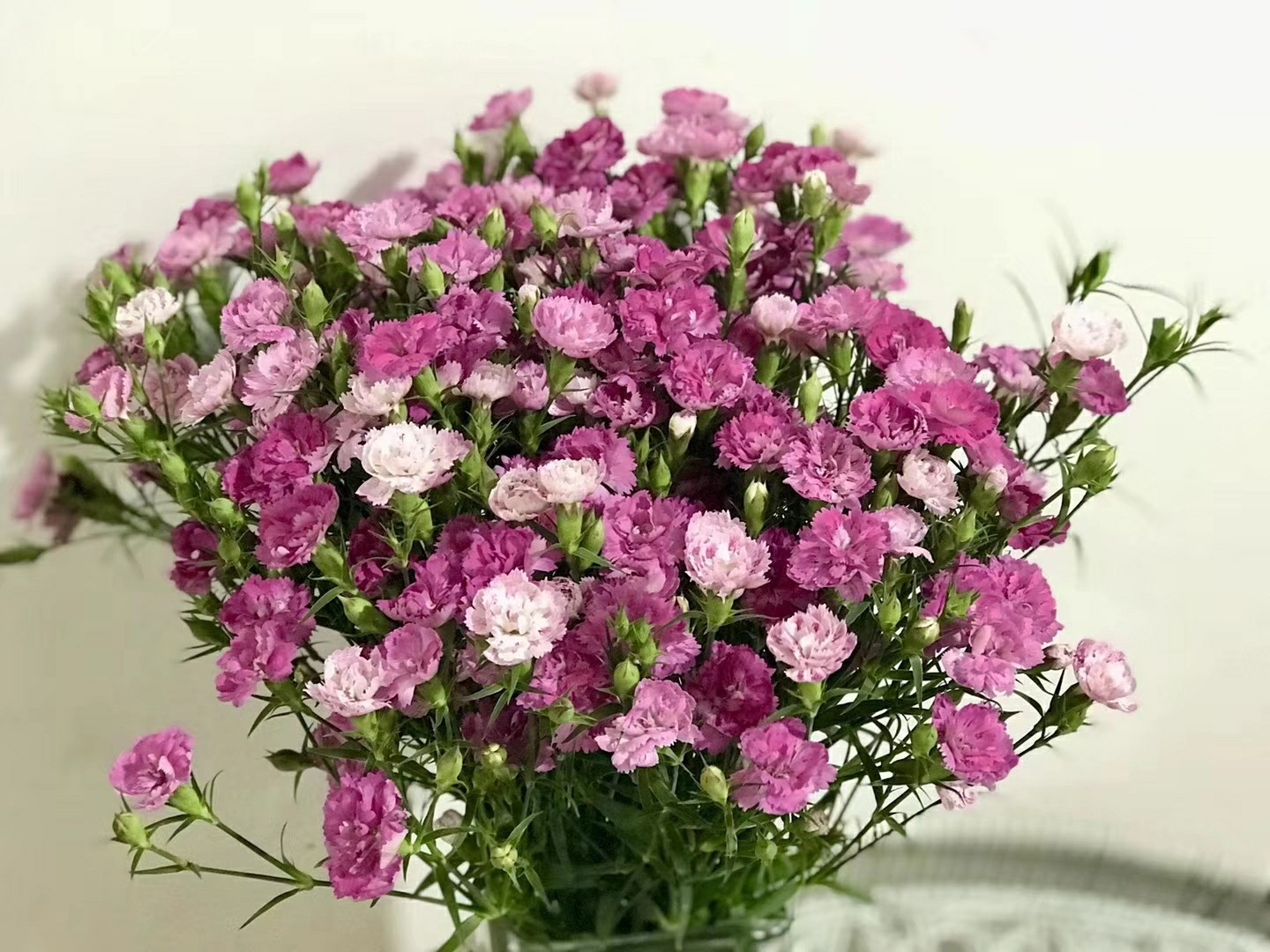 稀有品种重瓣相思梅(花色,紫色,红色)一扎如图,航空包邮.