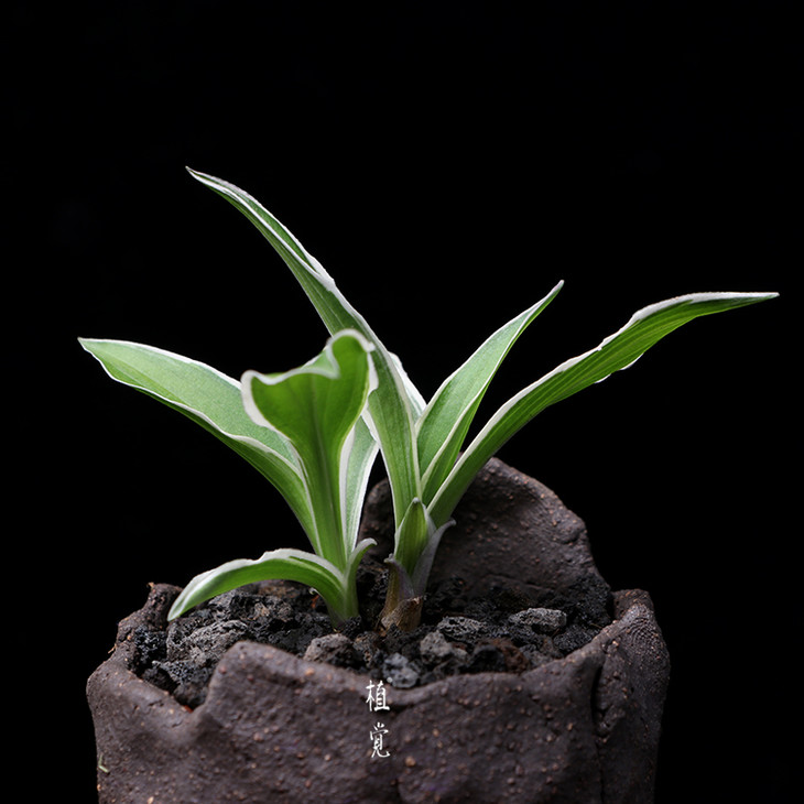 植觉intuition山野草姬玉簪