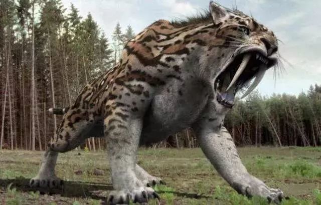 ݻģ ʧ the lost king sabre tooth muscle 