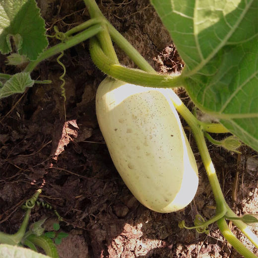 无公害笋瓜生瓜6元个