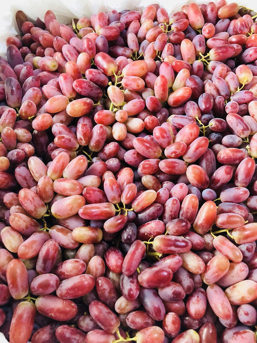 澳洲美人指红提果型椭圆脆甜爽口鲜嫩多汁世界四大水果之首