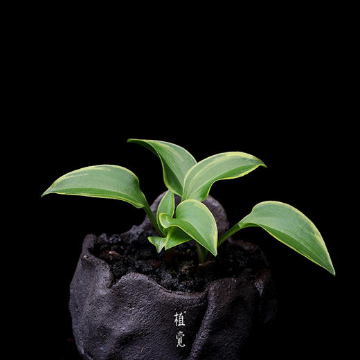 植觉intuition山野草姬玉簪