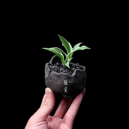 植觉intuition山野草姬玉簪