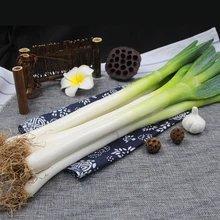 大葱（约0.5斤） 检测合格，无公害 商品图0