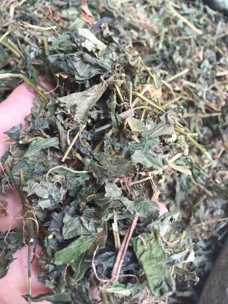 【滋补养身】绞股蓝 股蓝 广西特产 药用甜绞股蓝 南方人参