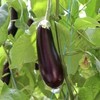 茄子 约600g/份 检测合格，无公害 商品缩略图0