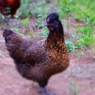 乌凤鸡（只）基地散养 商品图0