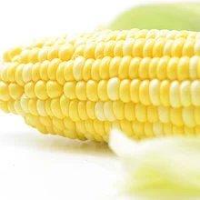 精品玉米2根（约800克） 检测合格，无公害 商品图0