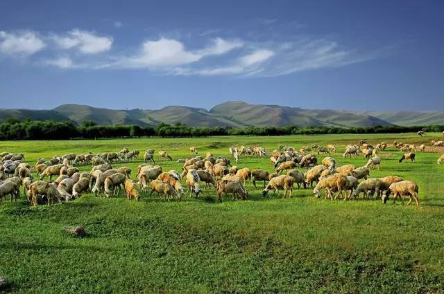 【一片草原】呼伦贝尔diy草原,魅力恩和,私家牧场,成