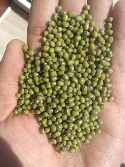 【百汇到家】YJ散明绿豆. 商品图2