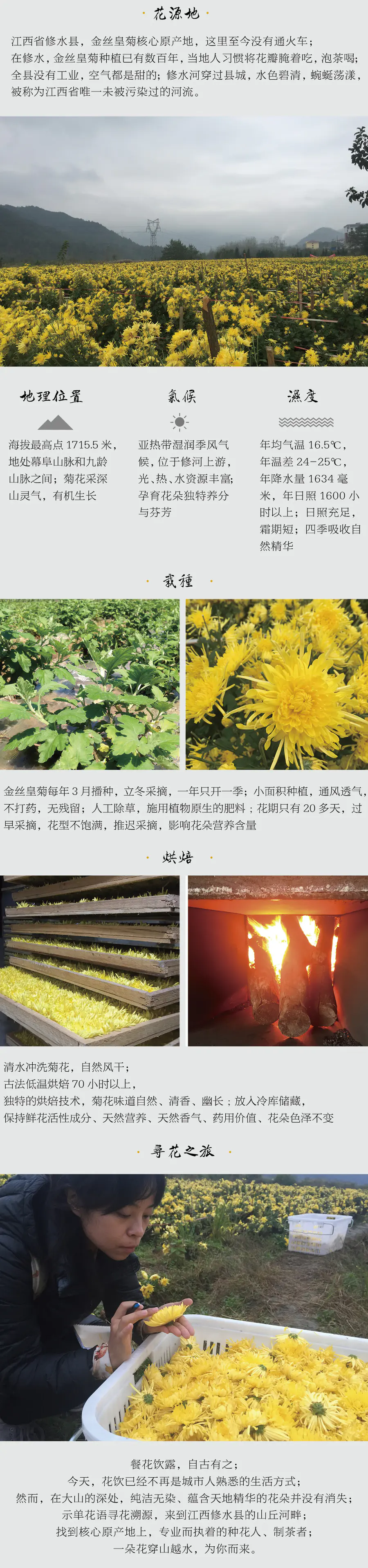 金丝皇菊 12朵极品花冠王花饮大礼盒