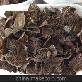 湖洋老家鲜金线莲（250g/盒）