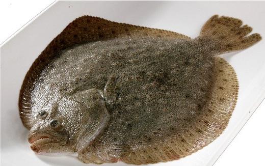 鲜活多宝鱼约600g可宰杀处理干净