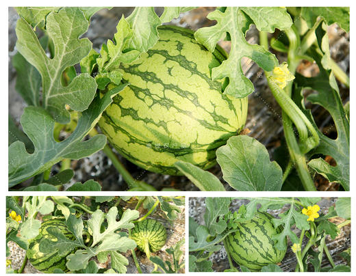 家绿  黄瓤西瓜  瓜肉沙脆且超甜  净重15斤一箱  （瓜皮太薄 门店自提）松江区城区可以联系门店当日配送 商品图9