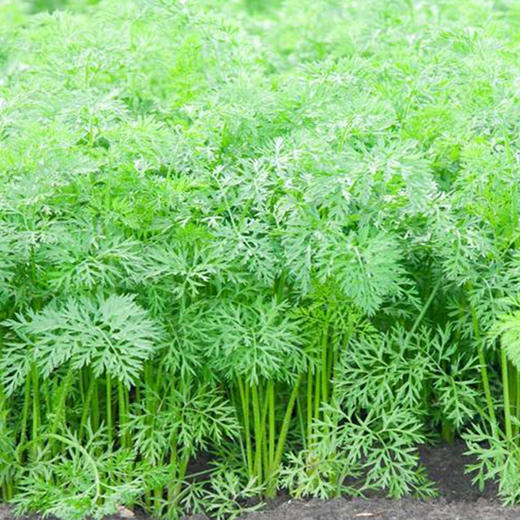 彩虹雨农场有机蔬菜手指胡萝卜250g京津冀满百包邮