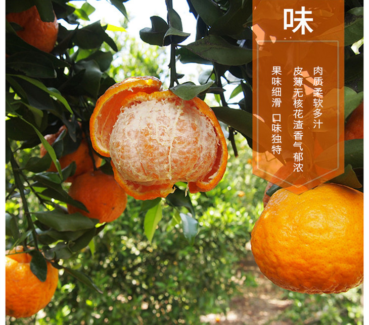 云南晚芦芦柑(3kg)