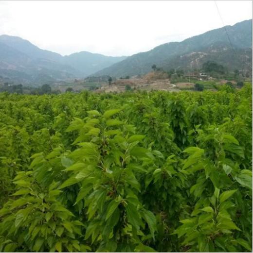 【食品酒水】无沙黑桑葚干 四川土特产中药材桑椹子 商品图1