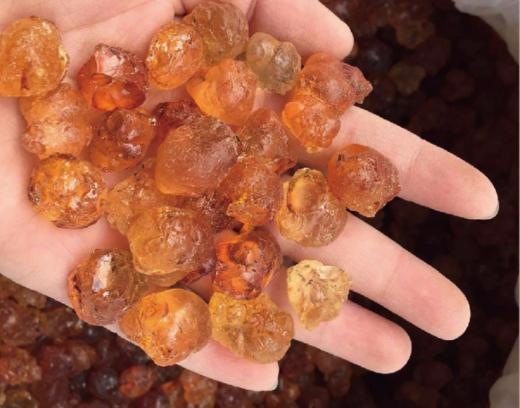 【南方特产】桃胶食用云南散装500g袋装桃胶 商品图1