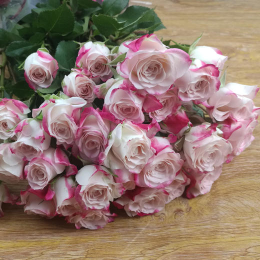 肯尼亚玫瑰折射多头