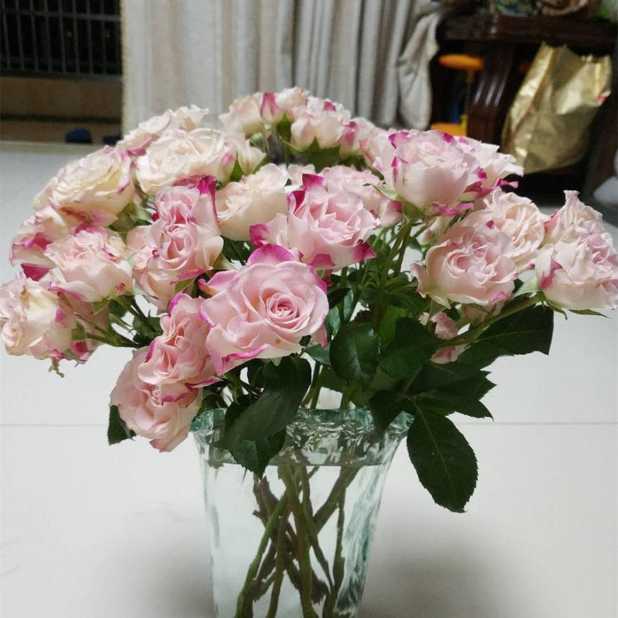 肯尼亚玫瑰|折射多头