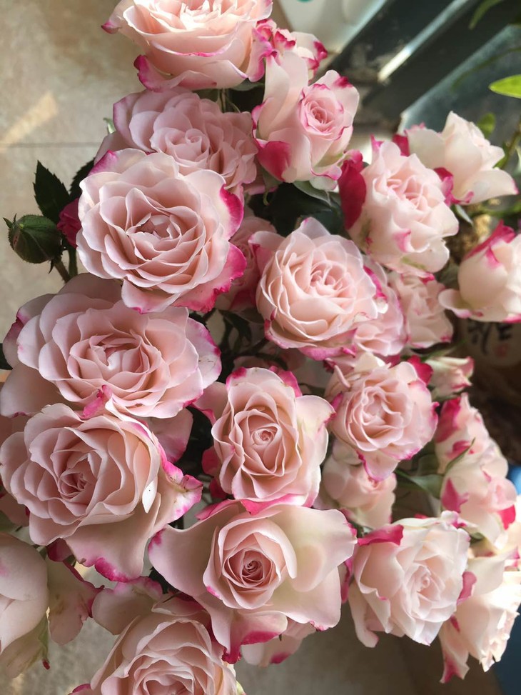 肯尼亚玫瑰折射多头