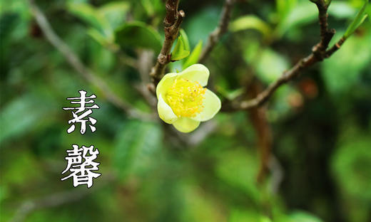 素馨 适饮期回流特惠 2015品鉴级古树，体验科学藏养魅力 岩中花树 耶悉茗乳 商品图3