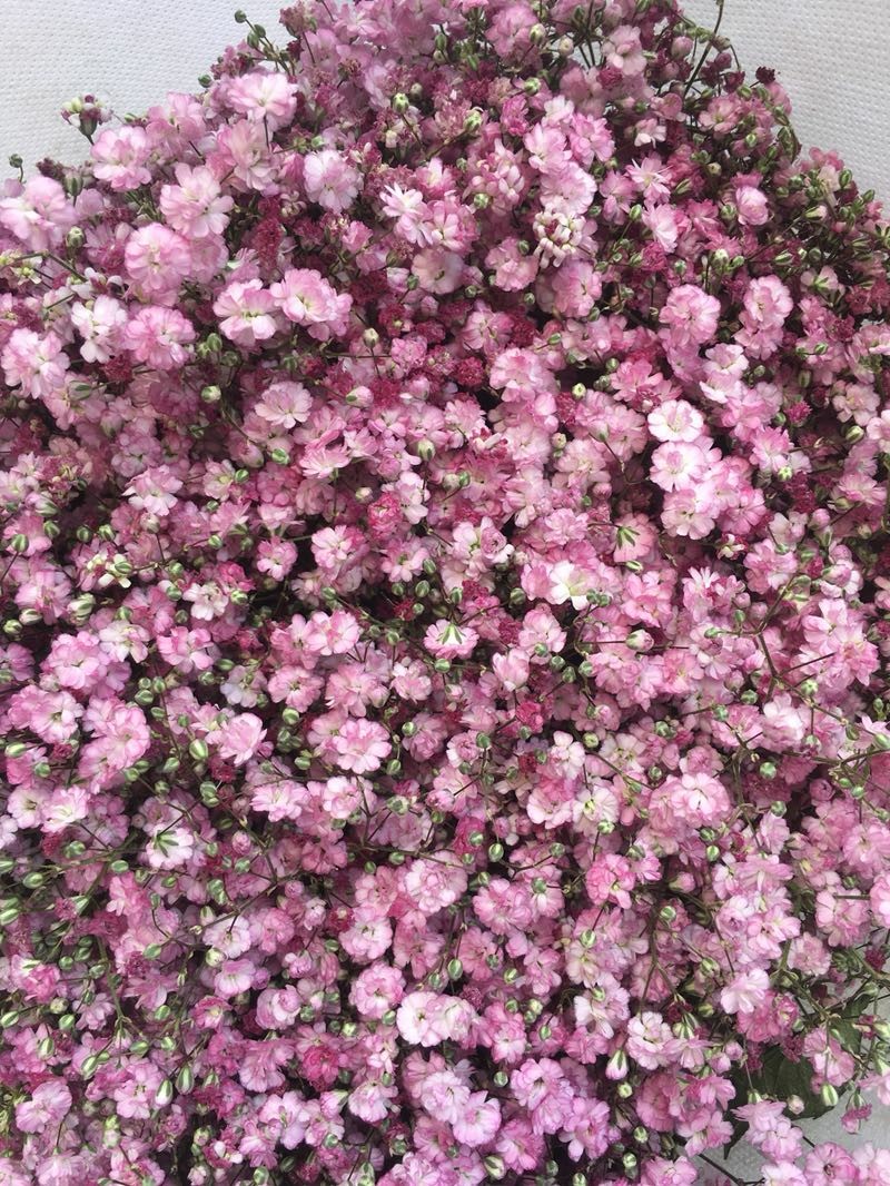 原色粉色百万星,陆运包邮.