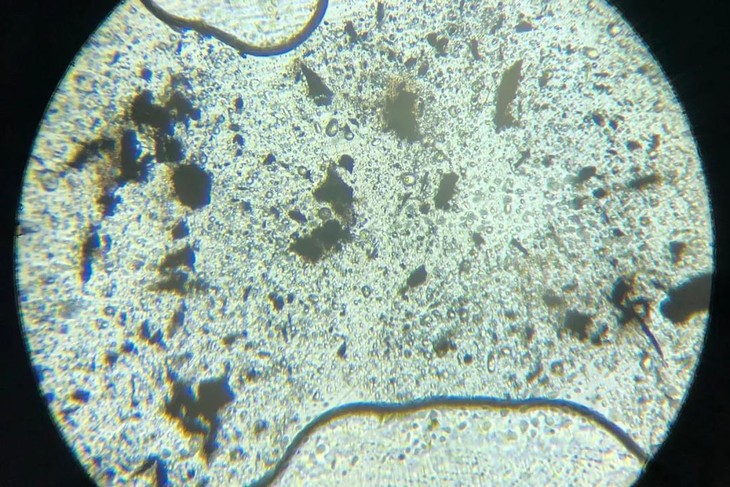 活性炭显微镜图片