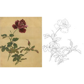 俞致贞工笔花鸟白描底稿-月季花《紫月季》-斗方小品册页-JV28