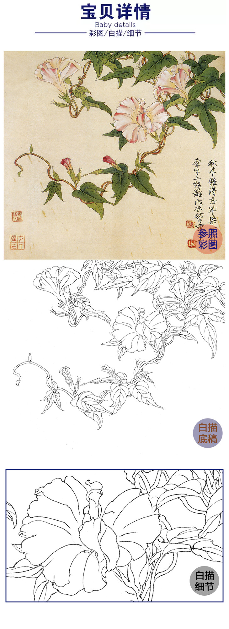 俞致贞工笔花鸟白描底稿-牵牛花-斗方小品册页-jv14