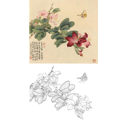 俞致贞工笔花鸟白描底稿紫荆花大紫荆蝴蝶斗方小品册页jv17