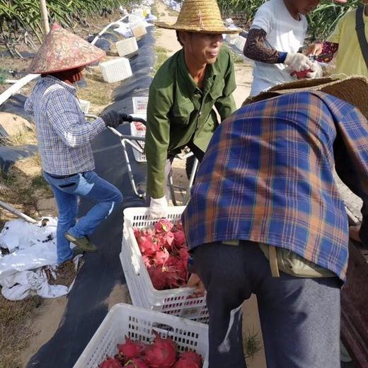 【团购特惠】海南红心火龙果，肉质细腻，香甜多汁！ 商品图7