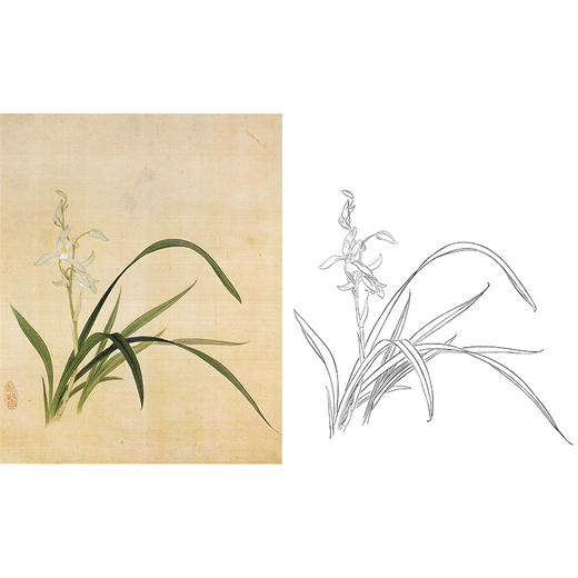 俞致贞工笔花鸟白描底稿兰花秋兰斗方小品册页jv23