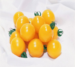 阿林有机黄樱桃小番茄
