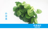 青菜 商品缩略图0