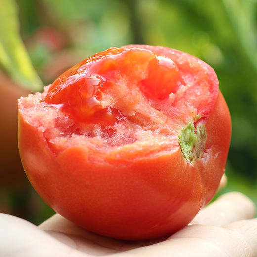【满150元全疆包邮】普罗旺斯西红柿（2.5kg总重） 商品图1