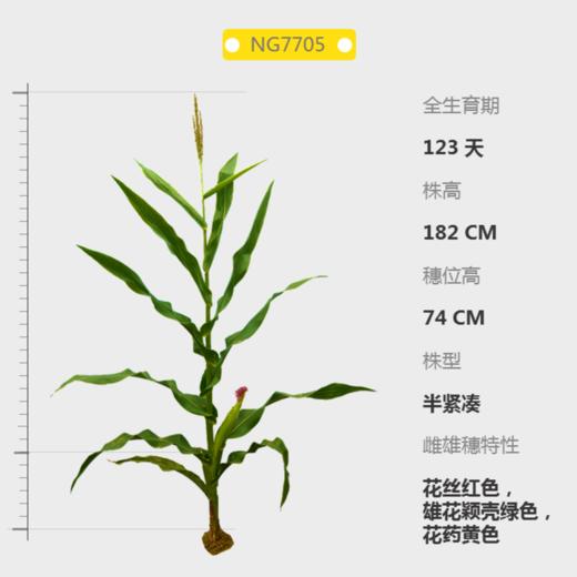 NG7705自交系 商品图0