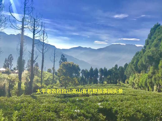 纯真品味。  双十二买一送一 商品图1