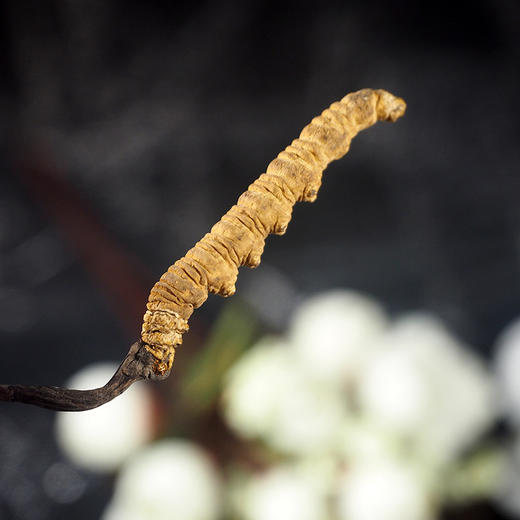 西藏那曲冬虫夏草10g