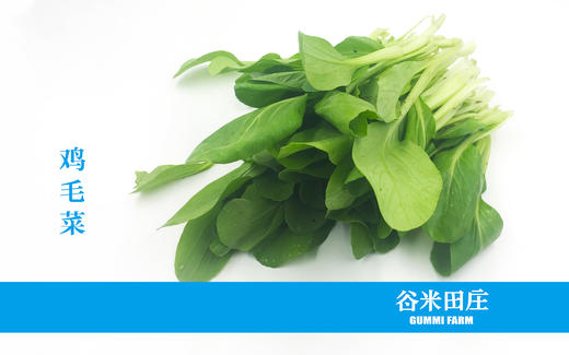 鸡毛菜 商品图0