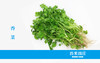 香菜 商品缩略图0