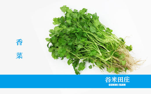 香菜 商品图0