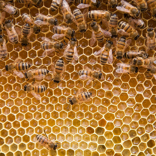 包邮 尹家泊里蓝莓花原蜜蜂蜜500g  酿蜜期长 自然成熟 商品图6