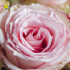 520定制进口玫瑰花束 | 「你」精选肯尼亚进口玫瑰，浓情红，心动粉，精致一捧，走心却不浮夸 商品缩略图4